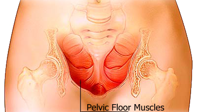 muscles plancher pelvien