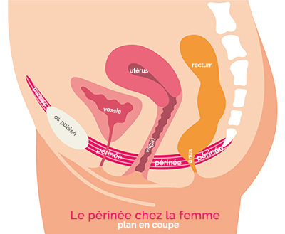 Le périnée : c'est quoi ?