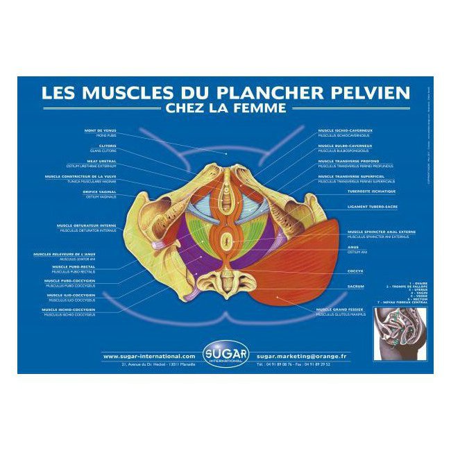 Poster - Les muscles du plancher pelvien