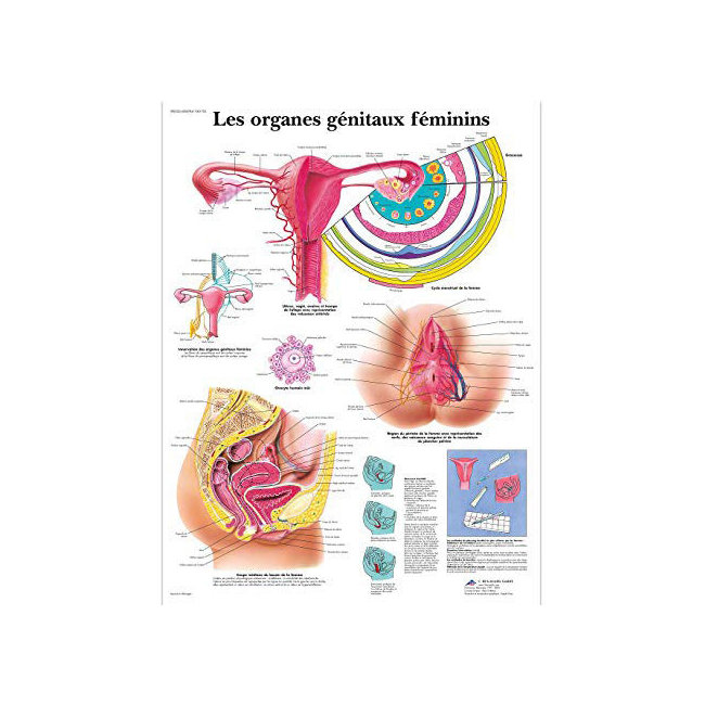Poster : Les organes génitaux féminins 