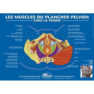 Poster : anatomie du prine chez la femme