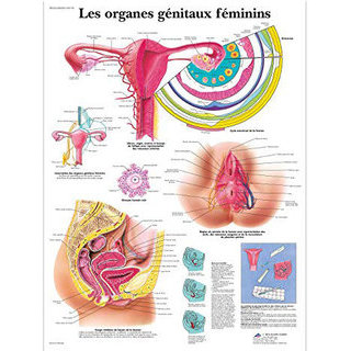 Poster : les organes génitaux féminins
