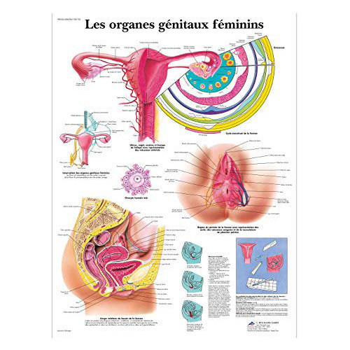 Poster : Les Organes génitaux féminins 
