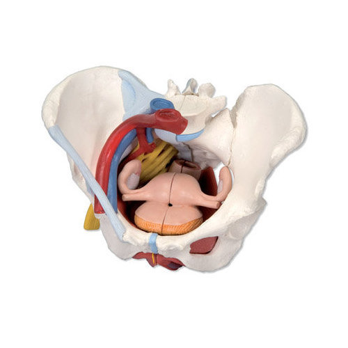 Bassin féminin avec ligaments, vaisseaux, nerfs, plancher pelvien et organes
