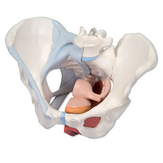 Anatomie du périnée : bassin avec ligaments
