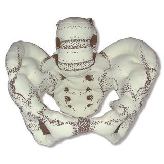 Modle anatomique du bassin osseux, en tissu