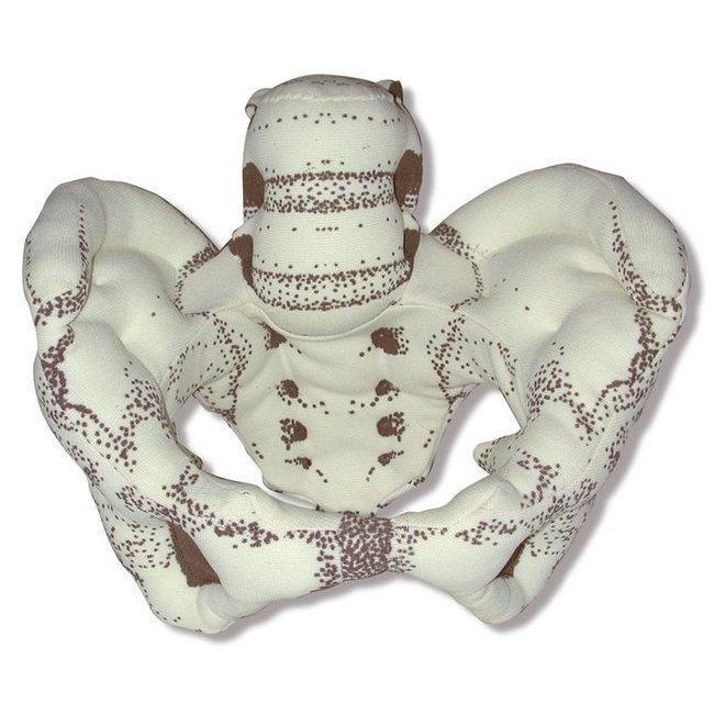 Modèle anatomique du bassin osseux en tissu