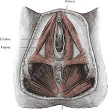 Muscles du périnée femme. Anatomie complète avec schémas - Mon Intimité