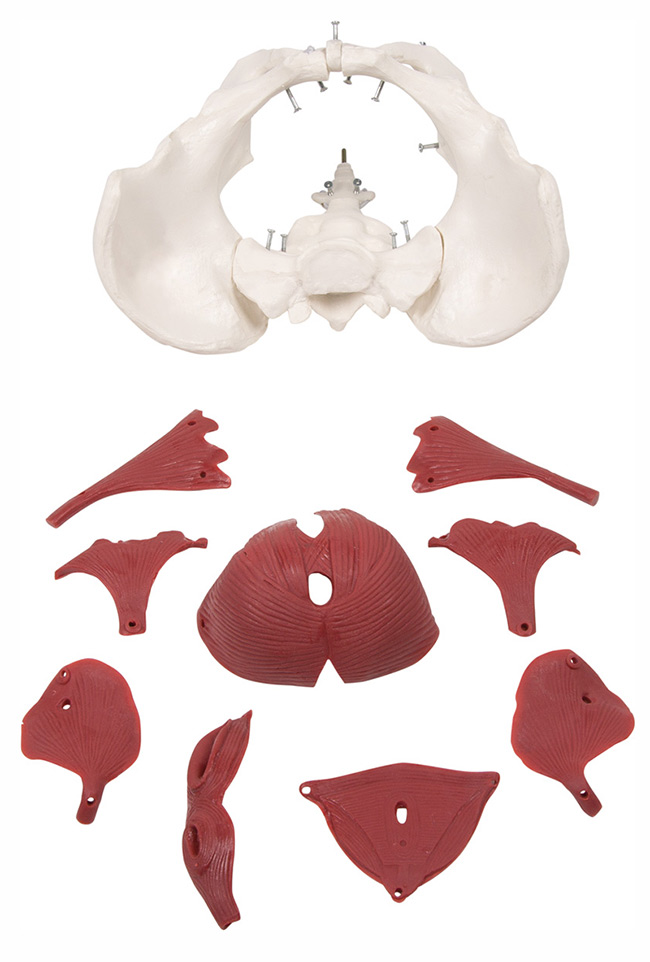 Composition de ce modèle anatomique du Périnée chez la femme