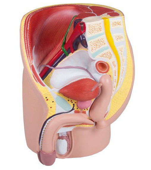 Le périnée de l'homme - modèle anatomique