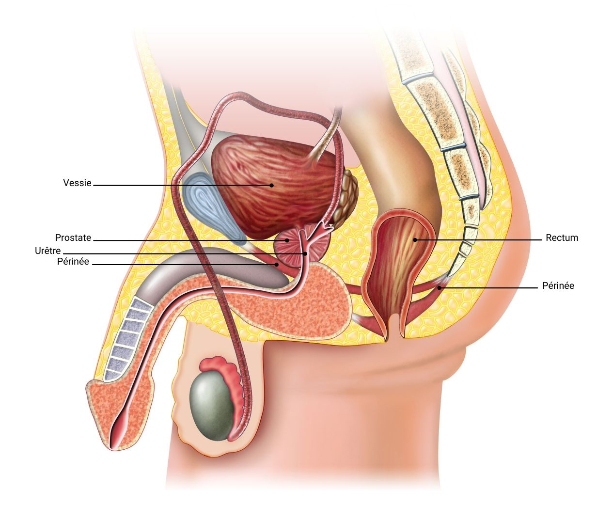 Prostate et périnée de l'homme