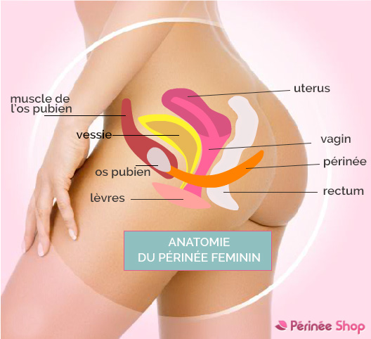 Anatomie de l’orgasme féminin MILF Cam porno