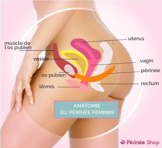 Anatomie du périnée