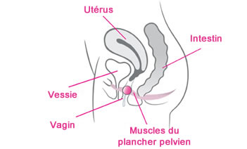 Comment insérer les perles Intimina Laselle