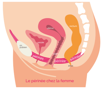 Le périnée féminin