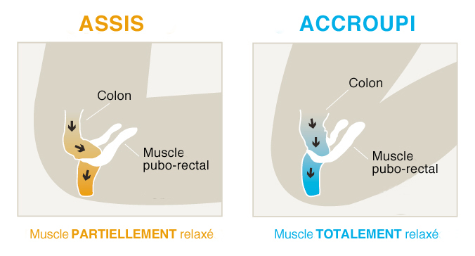 Position accroupie anti-constipation